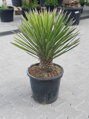 YUCCA FILIFERA 80 - 100 cm