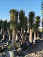 Yucca Filifera multihlavy výška 200-225cm 230 litrov