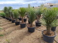 Yucca Filifera 80-100cm