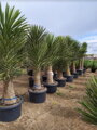 Yucca Filifera 80-100cm