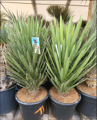 Yucca Filifera 80-100cm