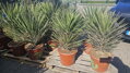 Yucca Filifera australis 60-80cm