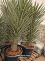 Yucca Filifera výška 150-175cm 65 litrov