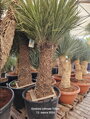 Yucca Filifera multihlavy výška 150-175cm 130 litrov