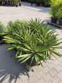 YUCCA GLORIOSA 60 - 80 cm