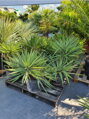 YUCCA GLORIOSA 80 - 100 cm
