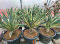Yucca Gloriosa variegata 