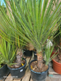 Yucca Hibrida 120-140cm 