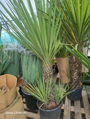 Yucca Hibrida 160-180cm 