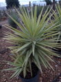 YUCCA JEWEL ELMILA