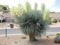 Yucca Rigida  blue semenáč 7Lt.