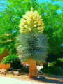 Yucca Rigida  blue semenáč 7Lt.