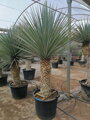 Yucca Rigida  blue semenáč 7Lt.