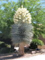 Yucca Rigida  blue semenáč 7Lt.