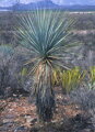 Yucca Rigida Ramificada výška 175-200cm