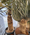 Yucca Rigida  výška 100-125cm