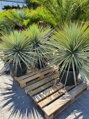 YUCCA RIGIDA 110-130 cm