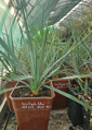 Yucca Rigida  blue semenáč 7Lt.