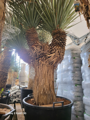 Yucca Rigida Ramificada výška 175-200cm