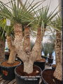 Yucca Rigida Ramificada trojhlavá výška 175-200cm