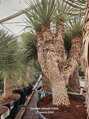 Yucca Rigida Ramificada štvorhlavá  výška 275-300cm