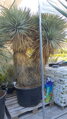 YUCCA ROSTRATA HIDRA EXTRA