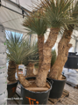 Yucca Rostrata  Hidra 150-175 5C