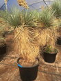 YUCCA ROSTRATA HIDRA EXTRA