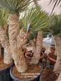 Yucca Rostrata  Hidra výška 125-150cm