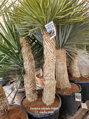 Yucca Rostrata  Hidra výška 150-175cm