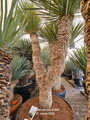 Yucca Rostrata  Hidra výška 175-200cm