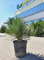 YUCCA ROSTRATA 90-100 cm