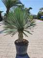 YUCCA ROSTRATA 100 - 120 cm