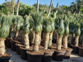 Yucca Rostrata Multikmeň  výška 180 - 210cm, kmeň 60 - 80cm