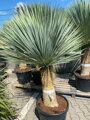 Yucca Rostrata  výška 170-190cm