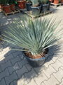 Yucca Rostrata  výška 90/100cm
