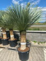 Yucca Rostrata  výška 190-210cm