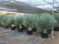 Yucca Rostrata Multikmeň  výška 180 - 210cm, kmeň 60 - 80cm