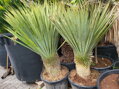 Yucca Rostrata  výška 120 - 140cm, kmeň 30 - 40cm