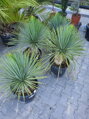 YUCCA ROSTRATA 90-100 cm