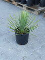 Yucca Rostrata  výška 50-60cm