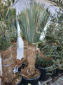 Yucca Rostrata  výška 160 - 190cm, kmeň 60 - 70cm