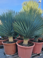 Yucca rostrata výška 100-125cm