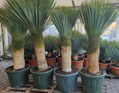 Yucca Rostrata  výška kmeňa 080-090cm výška 175-200cm