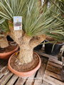 Yucca Rostrata Medusa blue swan 125 - 150cm 