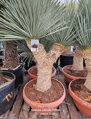 Yucca Rostrata Medusa blue swan 150 - 175cm 