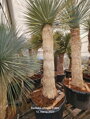 Yucca Rostrata blue swan kmeň 225 - 250cm 230 litrov