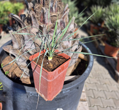 Yucca Rostrata  blue semenáč 7Lt