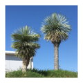 Yucca Rostrata Multikmeň  výška 180 - 210cm, kmeň 60 - 80cm