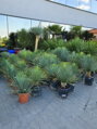 YUCCA ROSTRATA - viac veľkostí